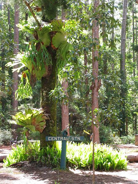 Fraser Island (11).jpg